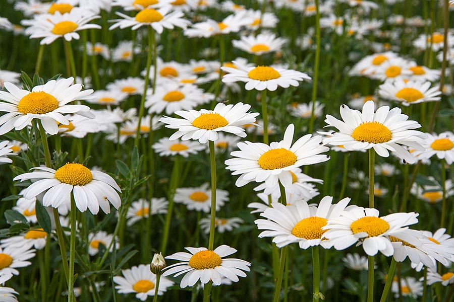 Daisies