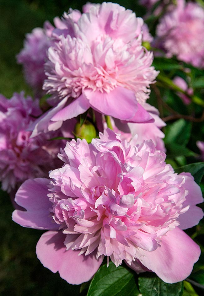 Front Yard Peonies