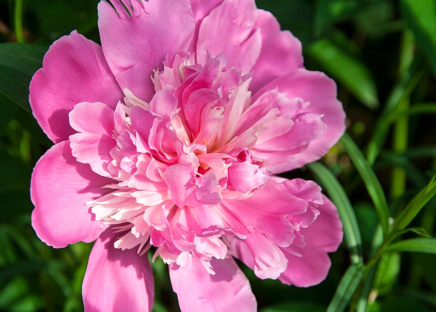Single Peony
