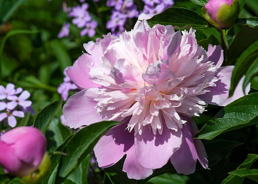 Pale Peony