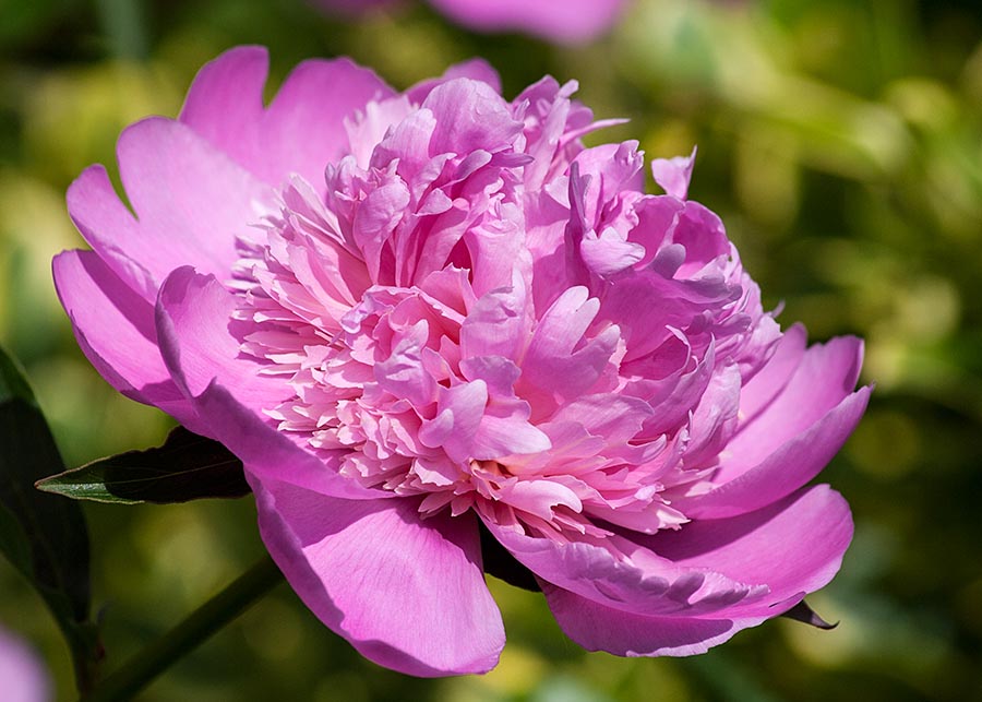 Darker Pink Peony