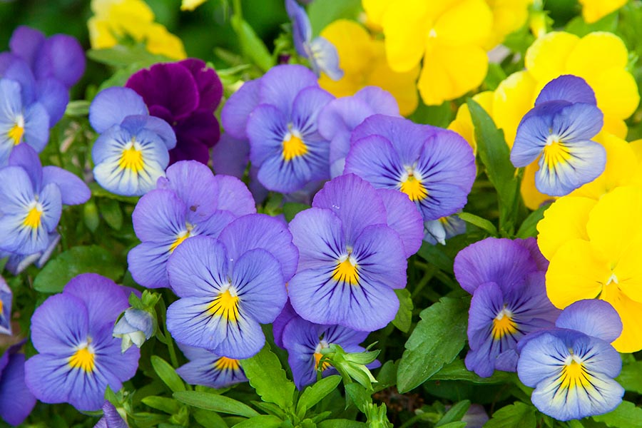 Pansies