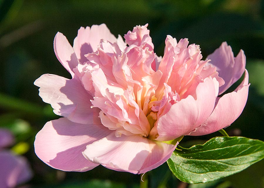 Peony at Sunrise