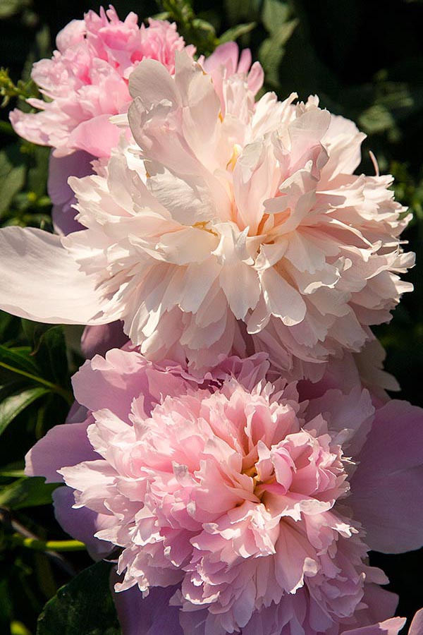 Peonies on a Humid Morning
