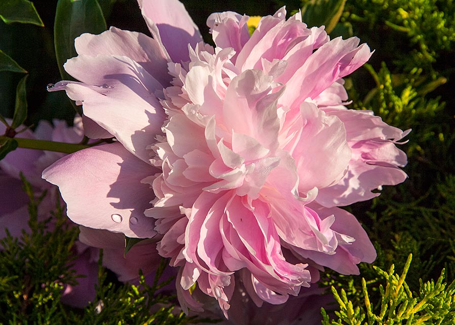 One Last Peony