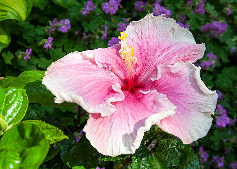 the Very First Hibiscus
