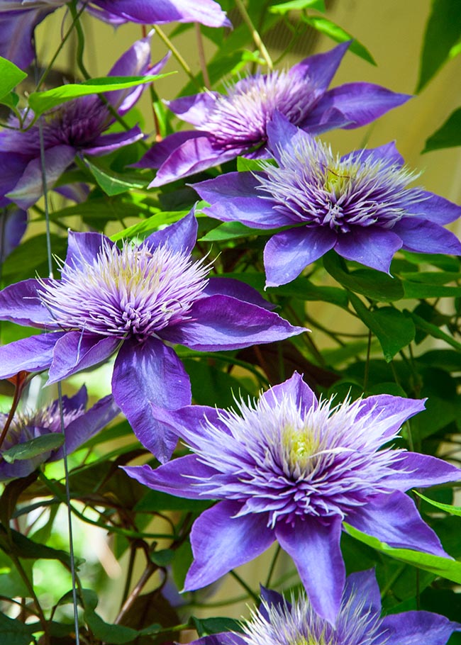 Clematis Starting to Bloom