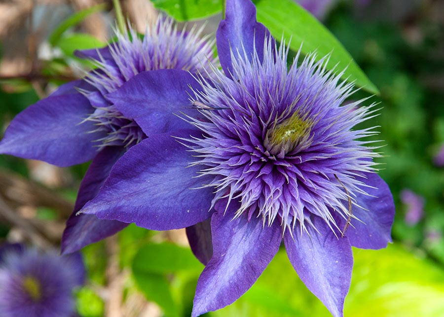 Blue Clematis