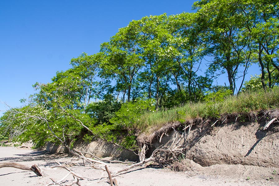 Locusts above the Beach