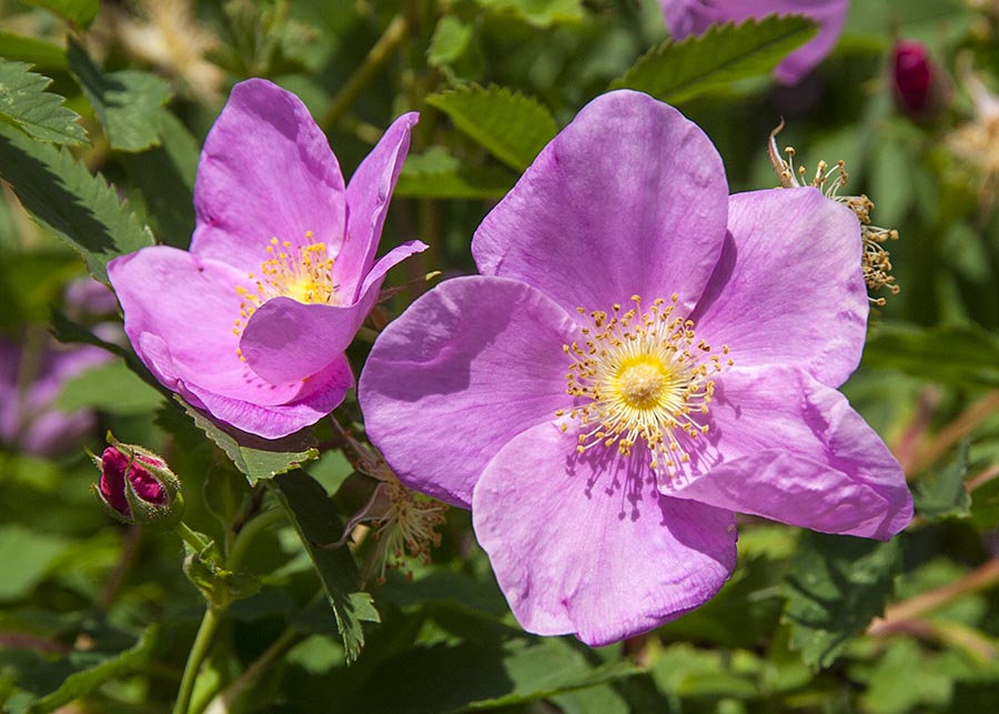 Wild Roses
