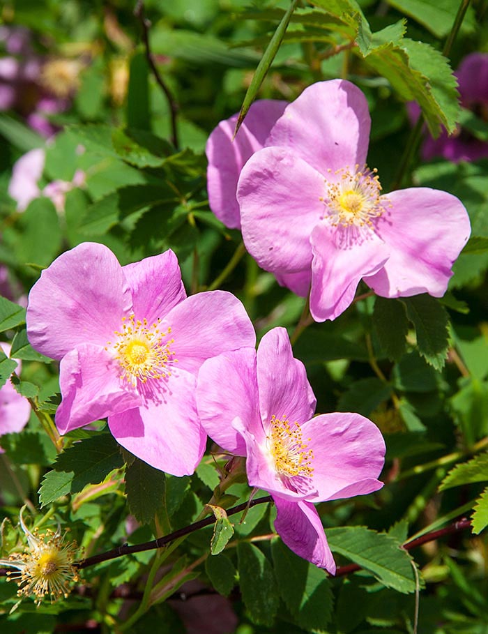 More Wild Roses