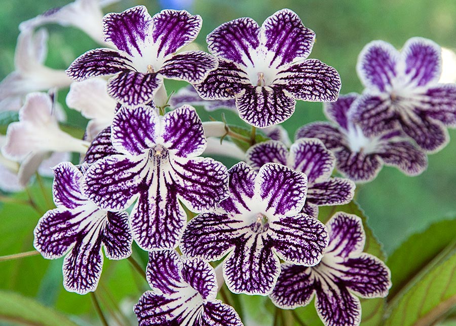 Streptocarpus