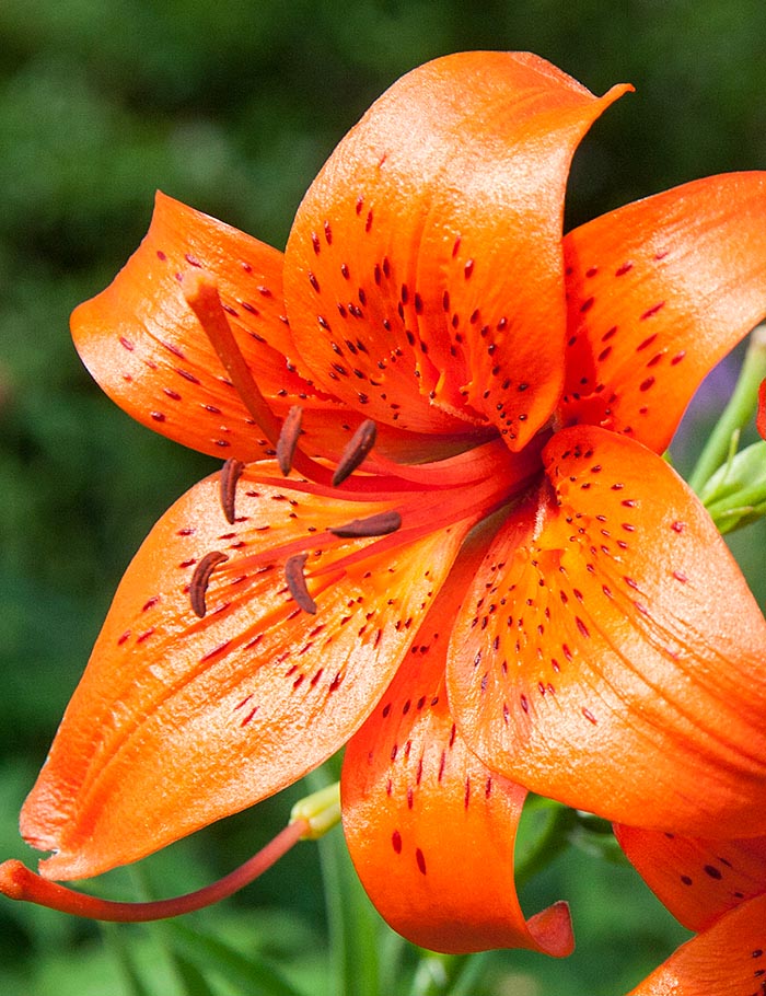 Orange Lily