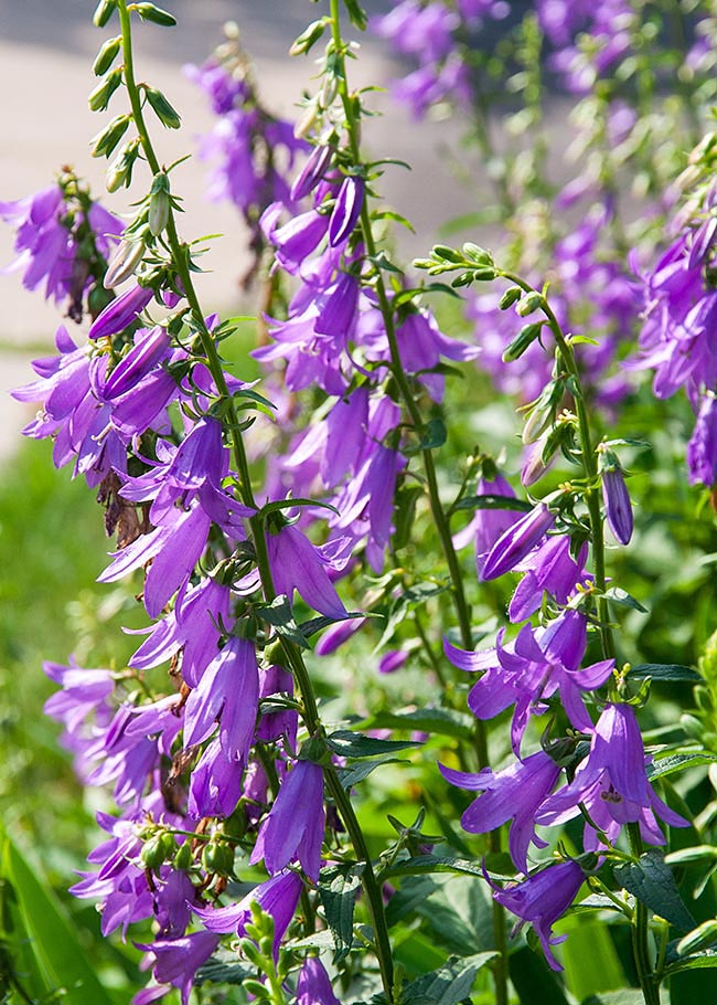 Purple Bells along the Sidewalk