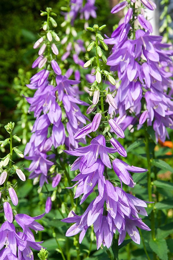 Purple Bells in the Garden