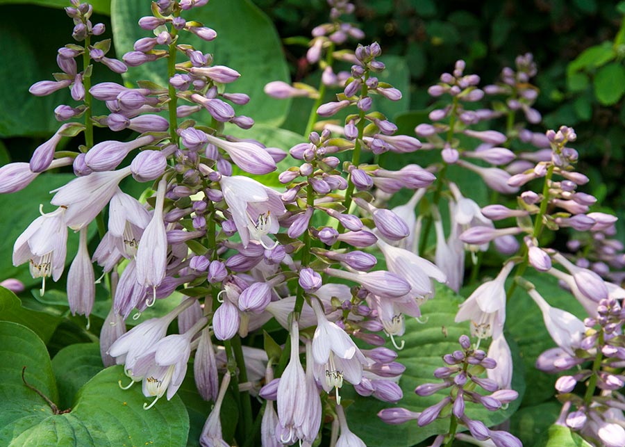 Hostas