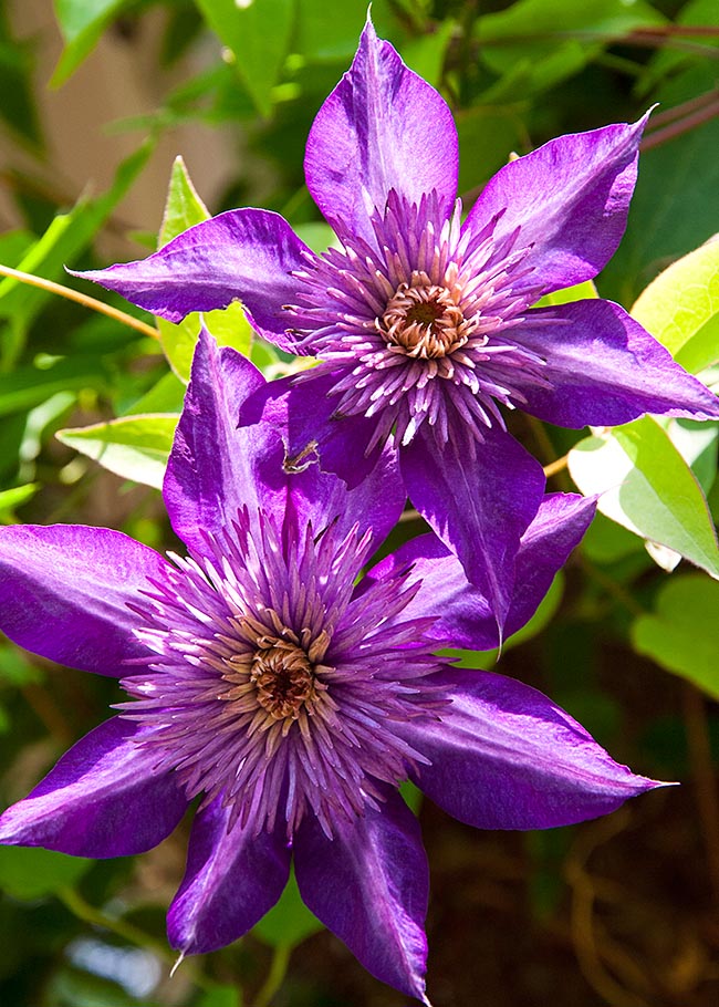Late Blooming Clematis