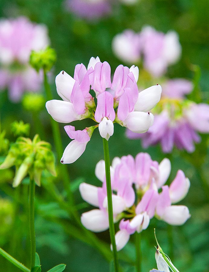 Crown Vetch