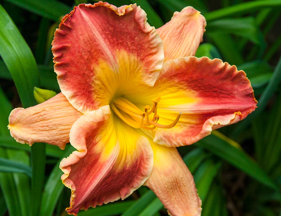 Day Lily