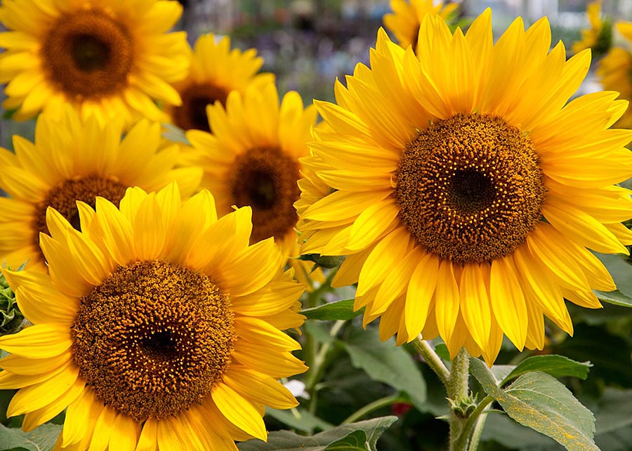 More Sunflowers