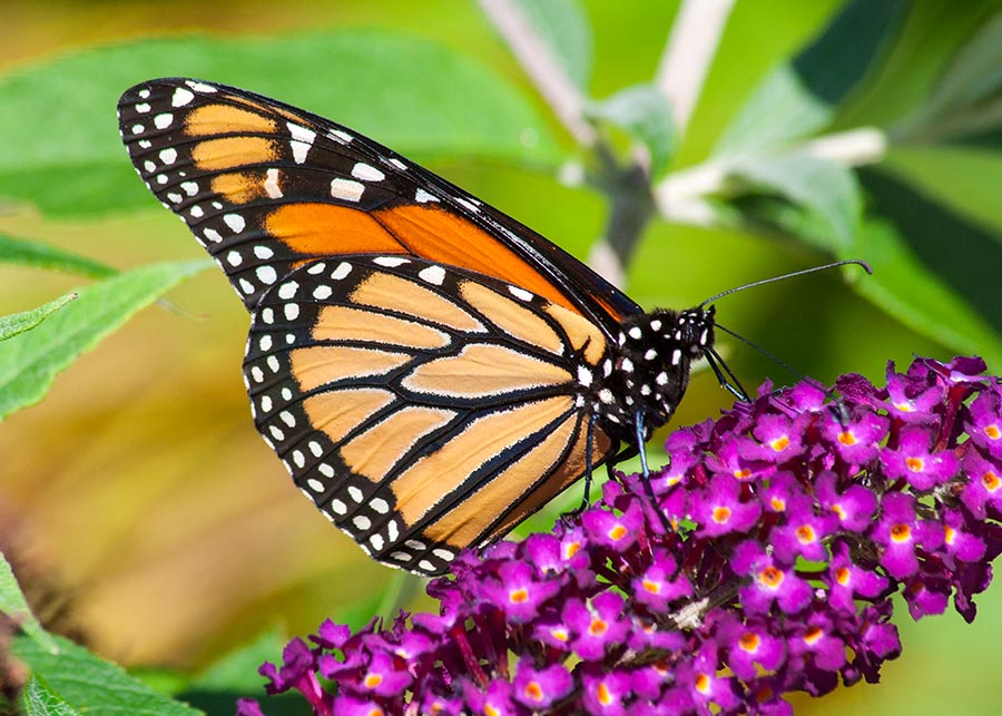 Monarch on Butterfly Bush