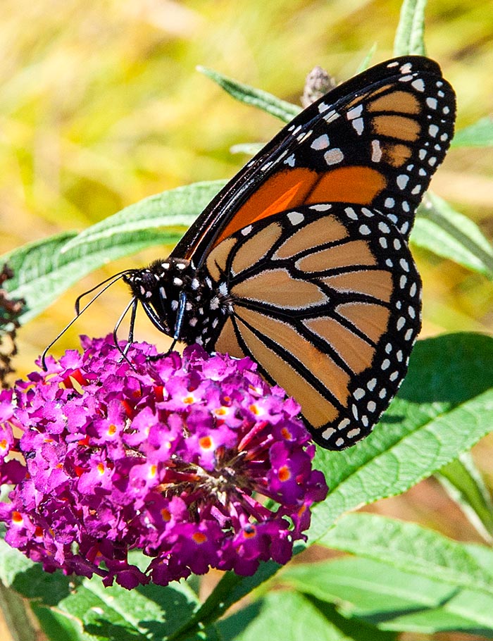 Another Monarch Butterfly