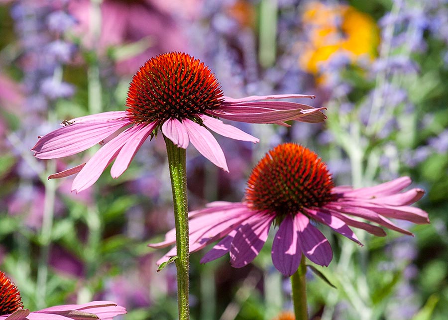 Purple Cone Flowers