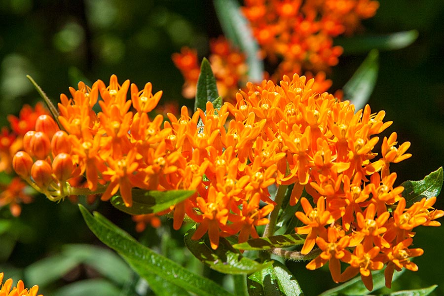 Orange Milkweed