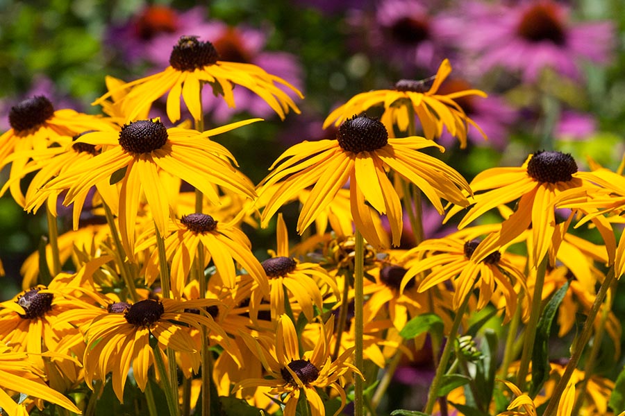 Black-Eyed Susans