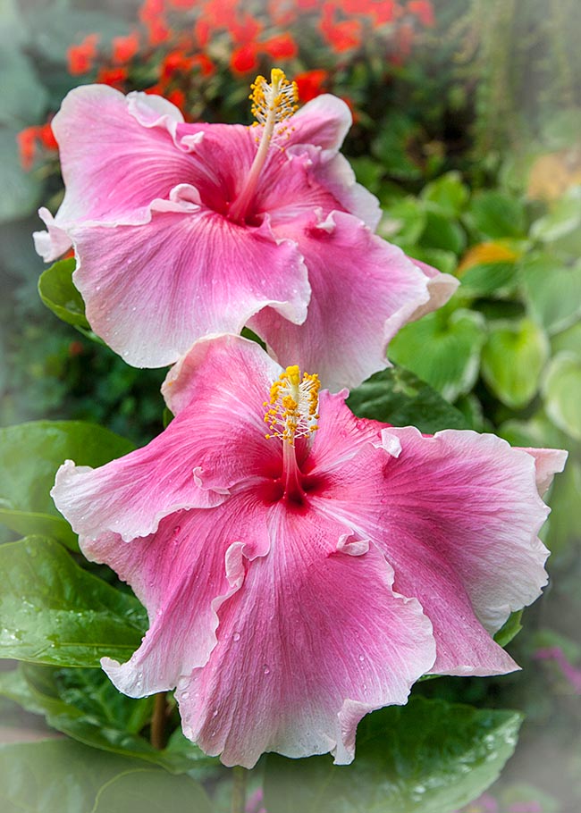 Hibiscus Twins