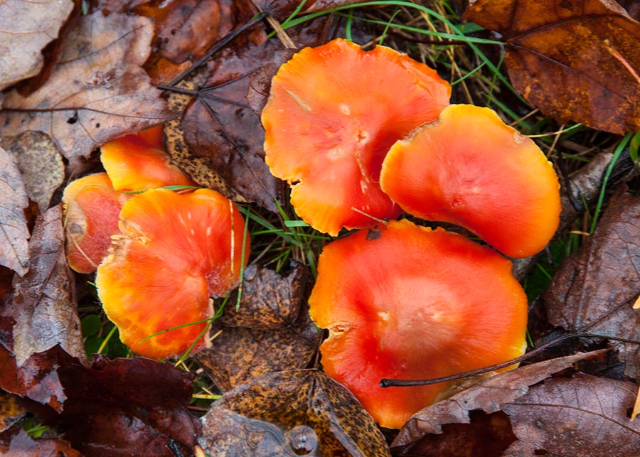 Peakign Through the Leaves