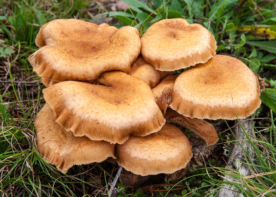 Clump of Huge Mushrooms