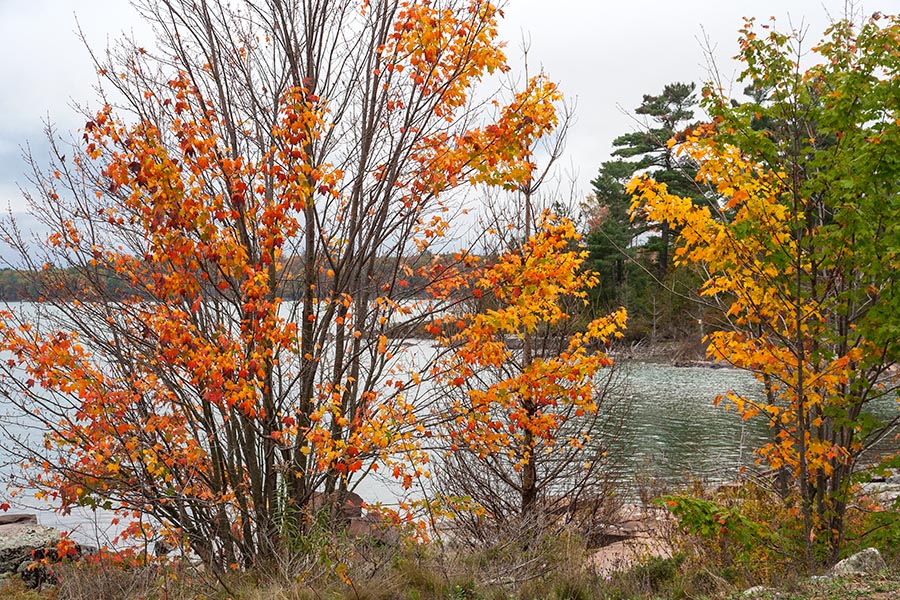 Still a few Coloured Leaves Left