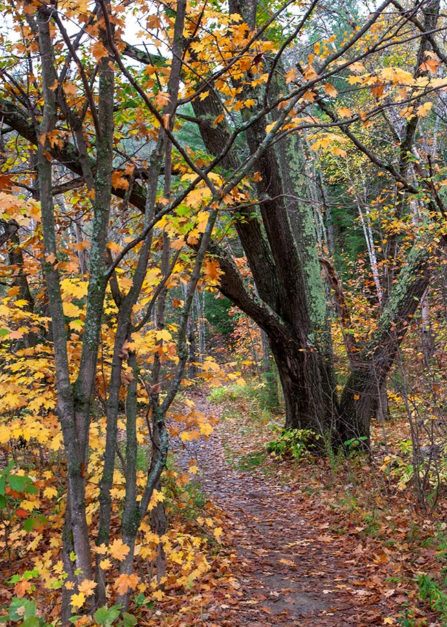 Trail to Chippewa Falls