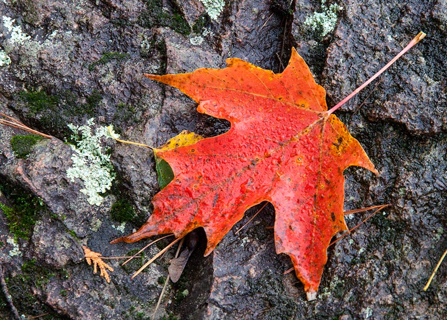 Leaf on the Rocks