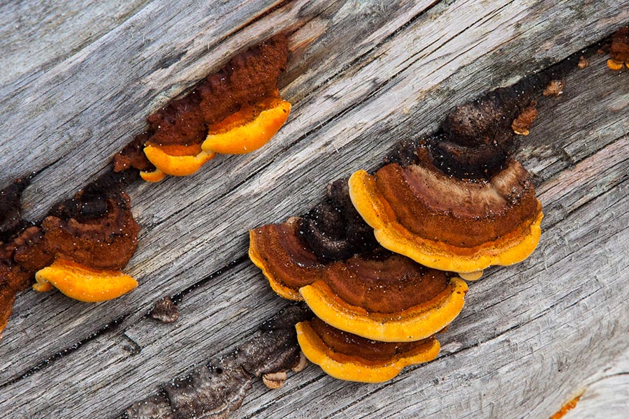 Bright Bracket Fungus