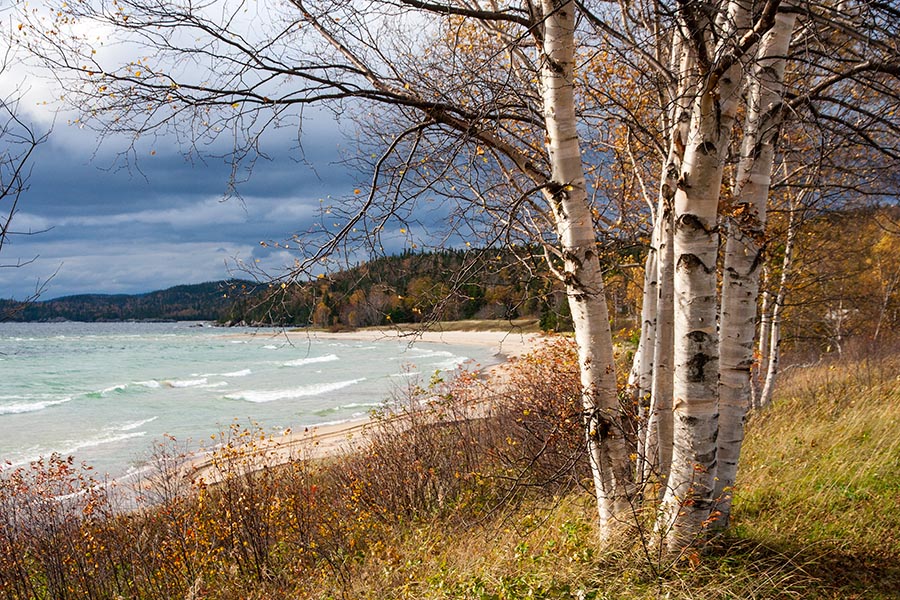 A Bit of Sun on the Birches