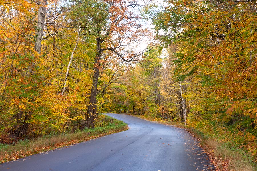 Still a few Coloured Trees