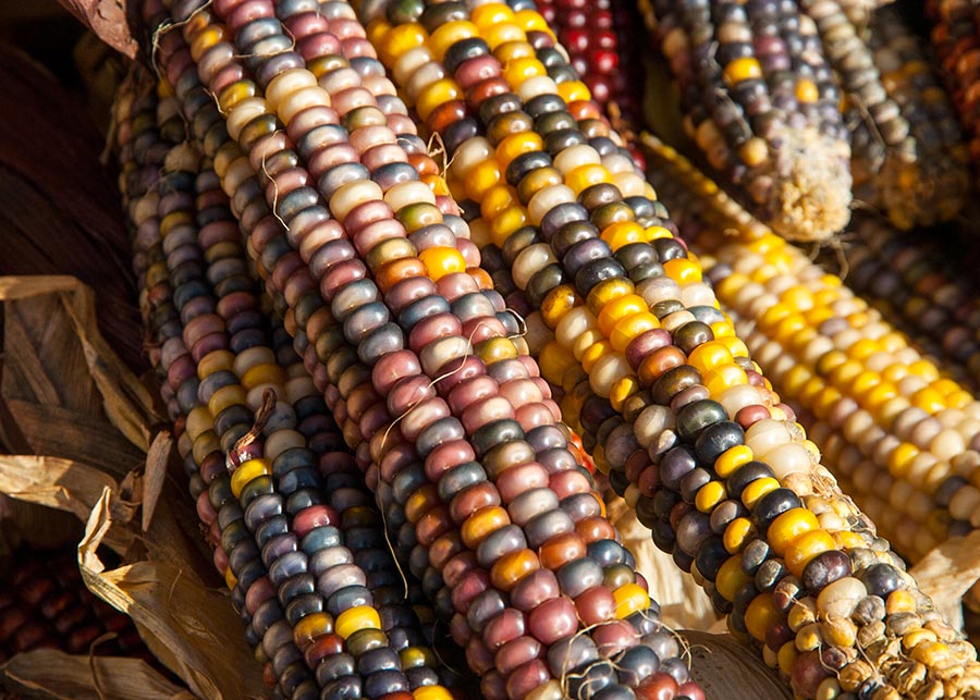 Colourful Corn