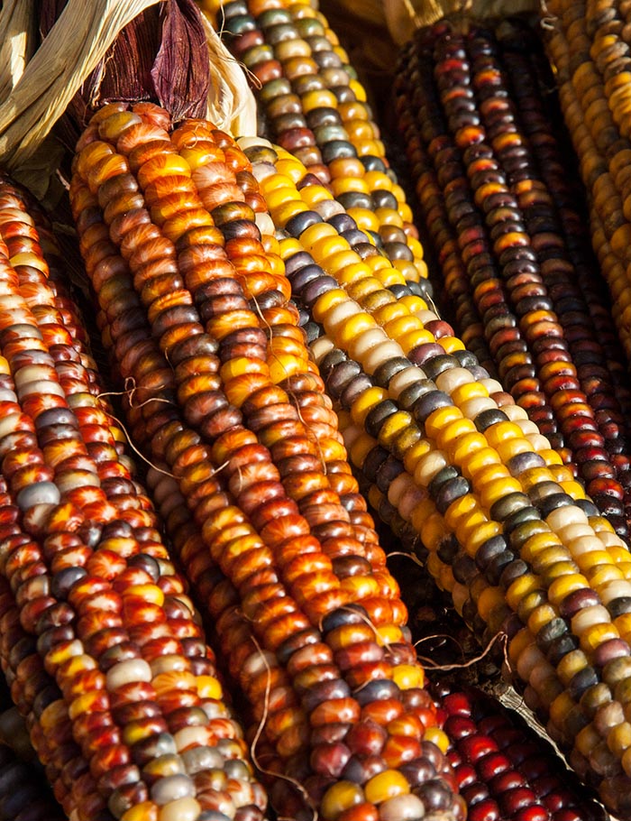 More Colourful Corn