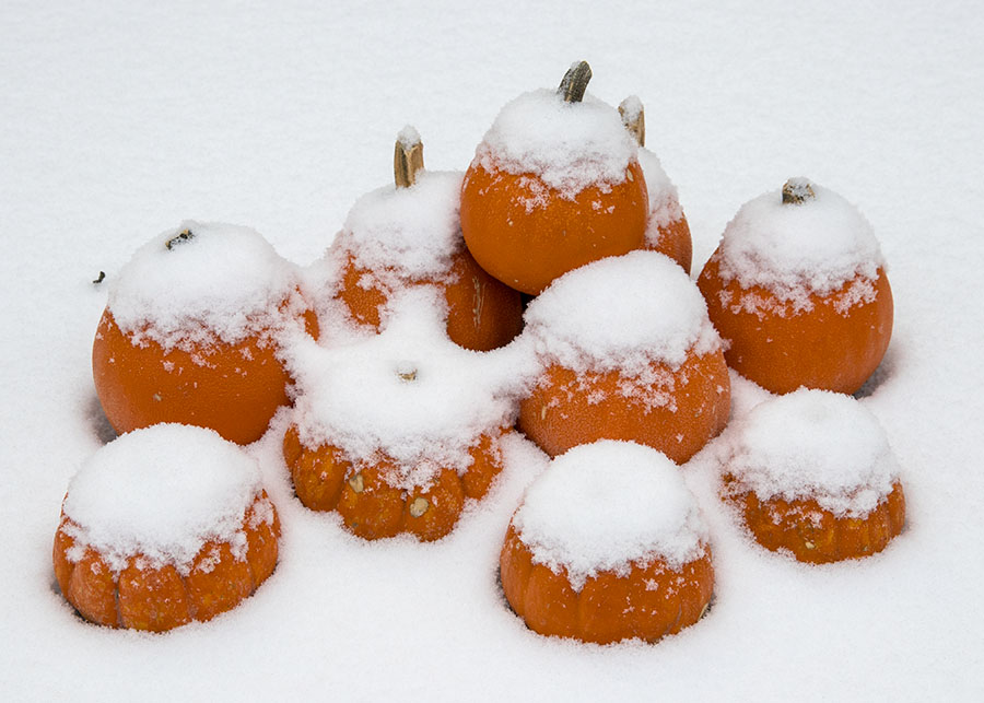 Snow on the Pumpkins