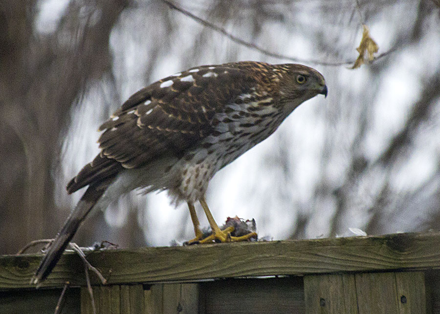 Dinner on the Fence