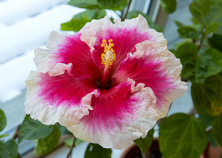 the Very Last Hibiscus