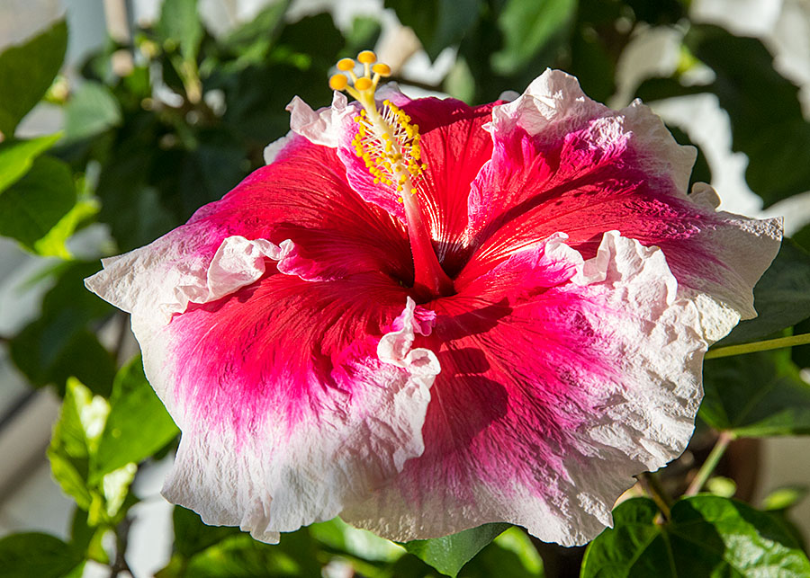 Hibiscus in the Sun