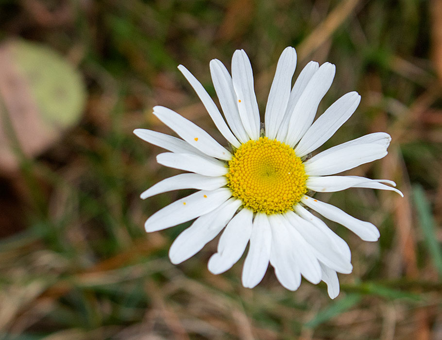 A Lone Daisy