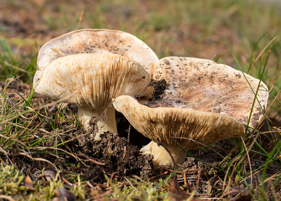 Two More Giant Mushrooms