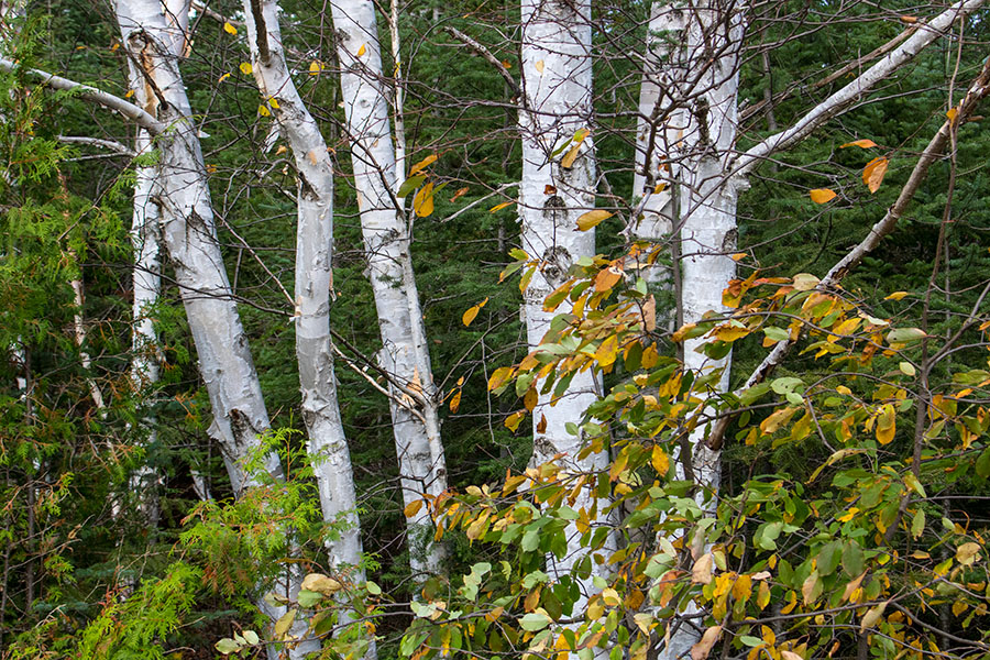 Still a Few Coloured Leaves 