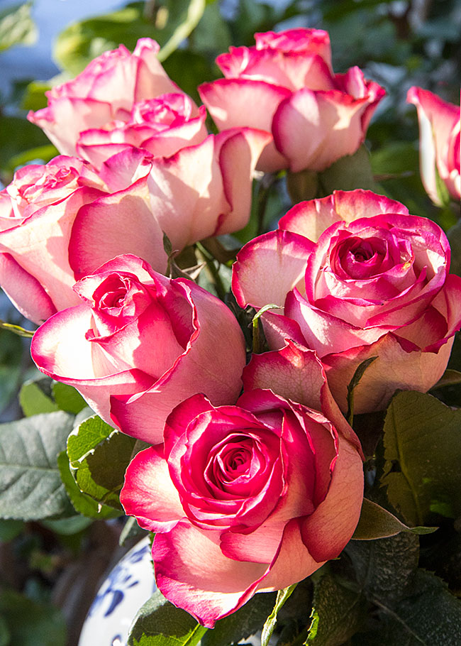Valentine Roses