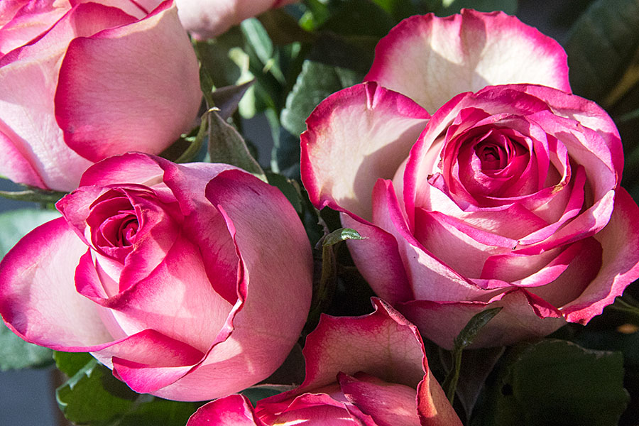 Roses in the Sun