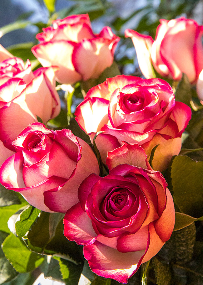 Roses in the Sun